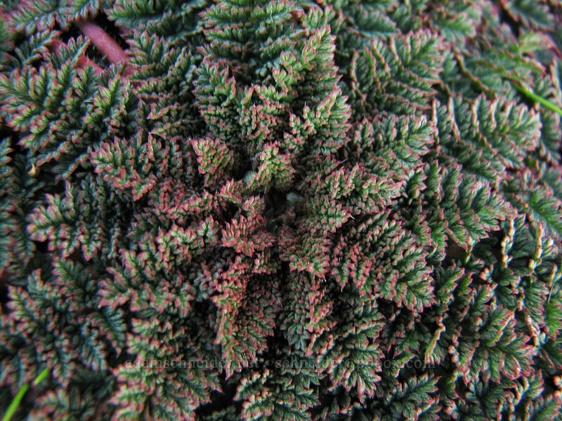 roadside weed [South Weed Blvd., Weed, Siskiyou County, California]