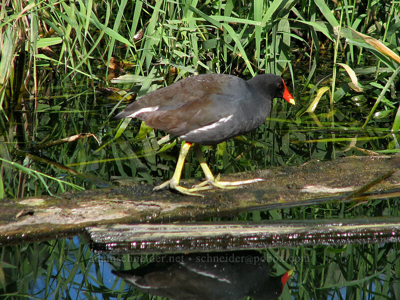 common gallinule (Gallinula galeata) [Estero San Jose, San Jose del Cabo, Los Cabos, Baja California Sur, Mexico]