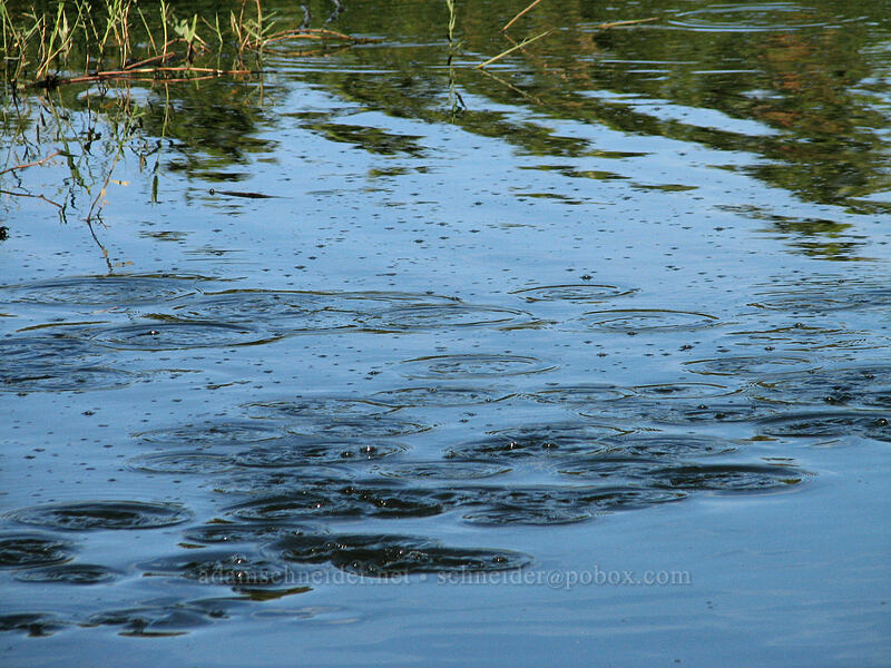 synchronized fish jumping [Estero San Jose, San Jose del Cabo, Los Cabos, Baja California Sur, Mexico]