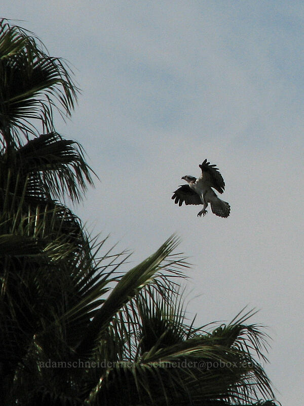 osprey, landing (Pandion haliaetus) [Estero San Jose, San Jose del Cabo, Los Cabos, Baja California Sur, Mexico]