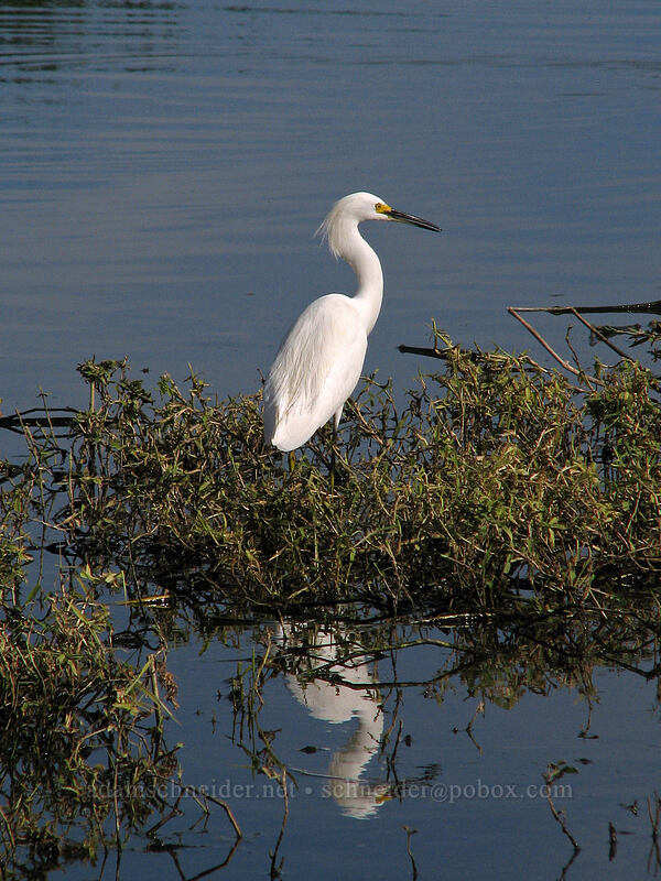 snowy egret (Egretta thula) [Estero San Jose, San Jose del Cabo, Los Cabos, Baja California Sur, Mexico]
