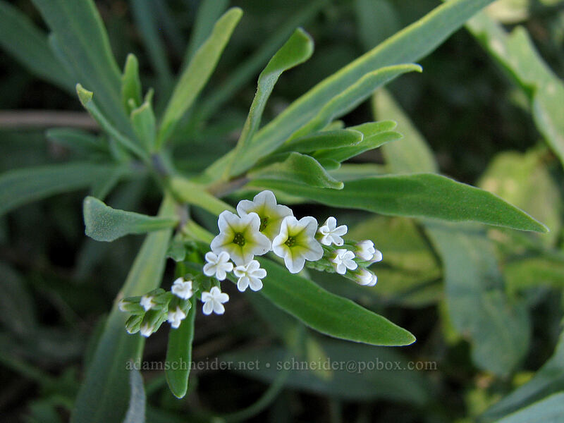 salt heliotrope (Heliotropium curassavicum) [Estero San Jose, San Jose del Cabo, Los Cabos, Baja California Sur, Mexico]