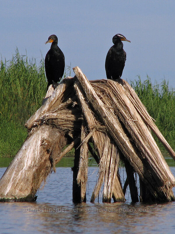 double-crested cormorants (Nannopterum auritum (Phalacrocorax auritus)) [Estero San Jose, San Jose del Cabo, Los Cabos, Baja California Sur, Mexico]