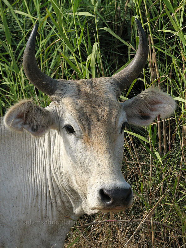 cow at the beach [Estero San Jose, San Jose del Cabo, Los Cabos, Baja California Sur, Mexico]