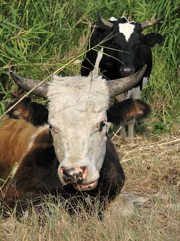 cows at the beach [Estero San Jose, San Jose del Cabo, Los Cabos, Baja California Sur, Mexico]