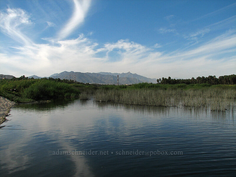 afternoon in the estuary [Estero San Jose, San Jose del Cabo, Los Cabos, Baja California Sur, Mexico]