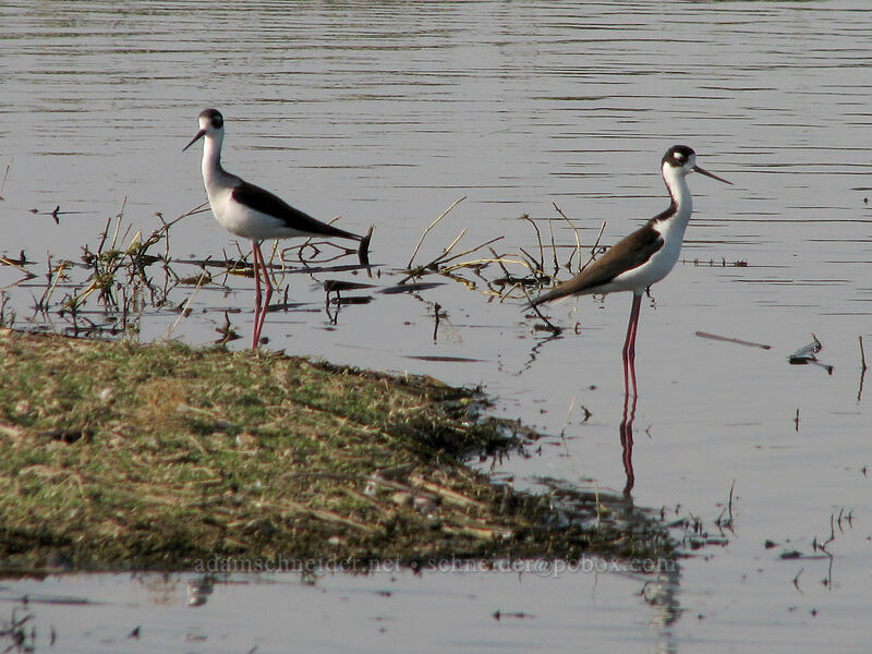 black-necked stilts (Himantopus mexicanus) [Estero San Jose, San Jose del Cabo, Los Cabos, Baja California Sur, Mexico]