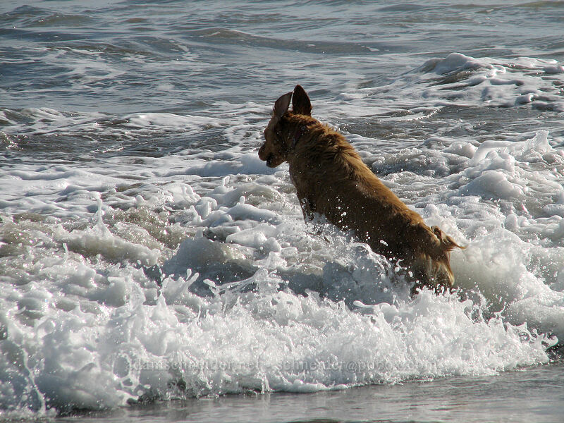 happy dog [Playa Hotelera, San Jose del Cabo, Los Cabos, Baja California Sur, Mexico]