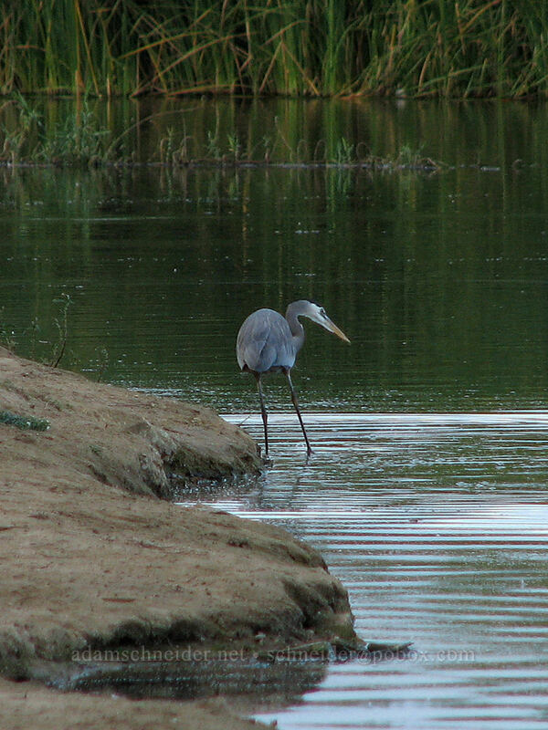 great blue heron (Ardea herodias) [Estero San Jose, San Jose del Cabo, Los Cabos, Baja California Sur, Mexico]