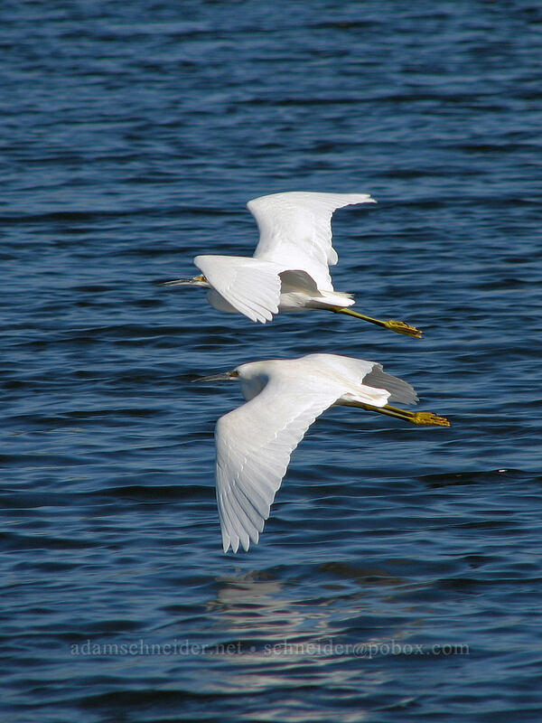 snowy egrets (Egretta thula) [Estero San Jose, San Jose del Cabo, Los Cabos, Baja California Sur, Mexico]