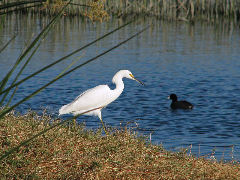snowy egret & American coot (Egretta thula, Fulica americana) [Estero San Jose, San Jose del Cabo, Los Cabos, Baja California Sur, Mexico]