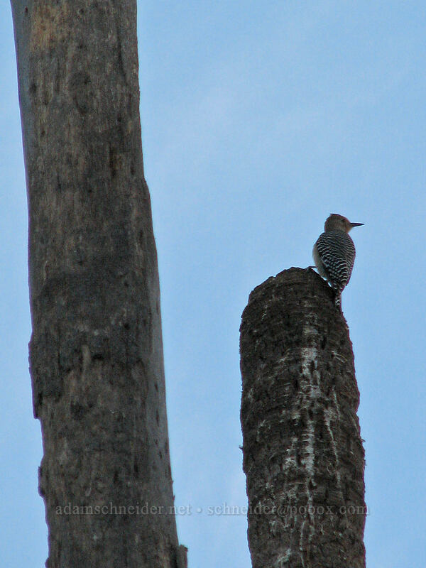 Gila woodpecker (Melanerpes uropygialis) [Estero San Jose, San Jose del Cabo, Los Cabos, Baja California Sur, Mexico]