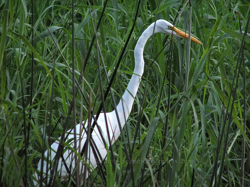 great egret (Ardea alba) [Estero San Jose, San Jose del Cabo, Los Cabos, Baja California Sur, Mexico]