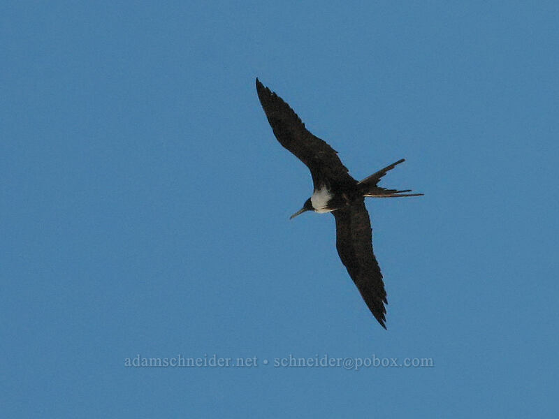 magnificent frigatebird (female) (Fregata magnificens) [Estero San Jose, San Jose del Cabo, Los Cabos, Baja California Sur, Mexico]