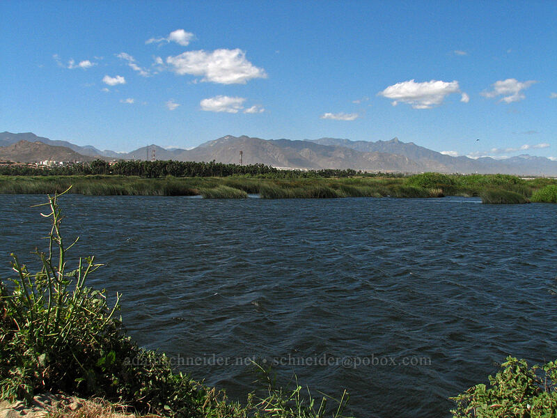 windy day on the estuary [Estero San Jose, San Jose del Cabo, Los Cabos, Baja California Sur, Mexico]