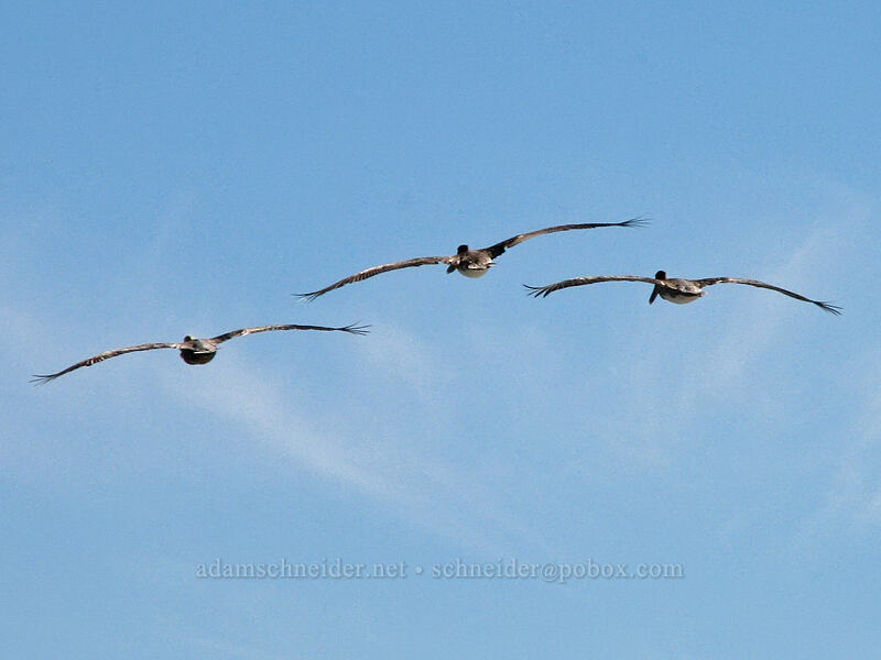 brown pelicans (Pelecanus occidentalis) [Estero San Jose, San Jose del Cabo, Los Cabos, Baja California Sur, Mexico]
