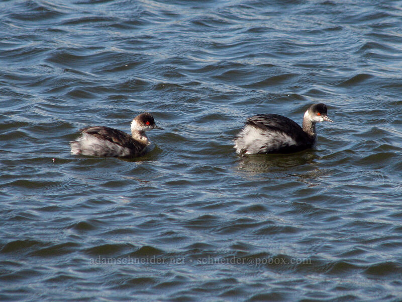 least grebes (Tachybaptus dominicus) [Estero San Jose, San Jose del Cabo, Los Cabos, Baja California Sur, Mexico]