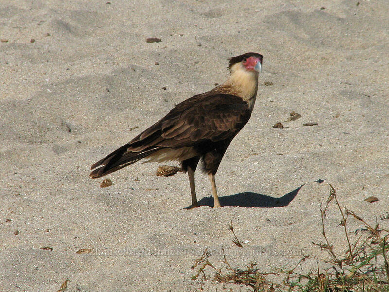 northern caracara (Caracara cheriway (Polyborus cheriway)) [Estero San Jose, San Jose del Cabo, Los Cabos, Baja California Sur, Mexico]