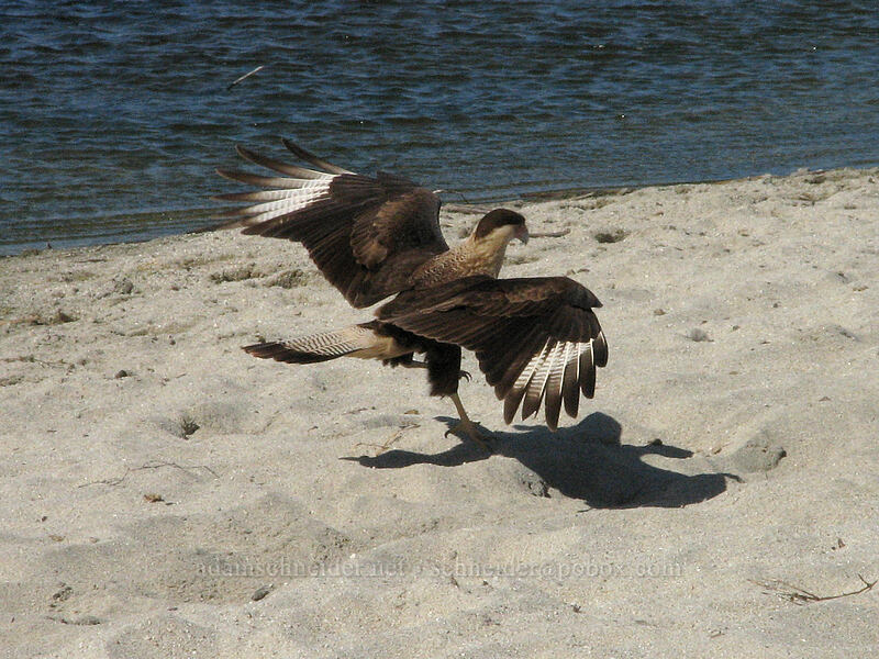 northern caracara (Caracara cheriway (Polyborus cheriway)) [Estero San Jose, San Jose del Cabo, Los Cabos, Baja California Sur, Mexico]