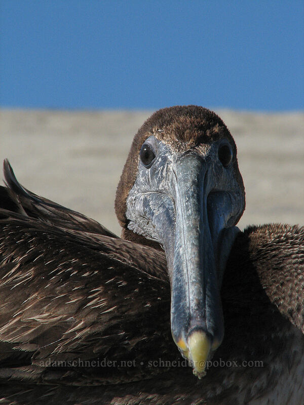 brown pelican (Pelecanus occidentalis) [Estero San Jose, San Jose del Cabo, Los Cabos, Baja California Sur, Mexico]