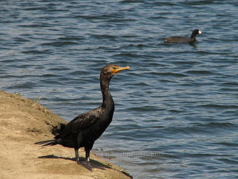 double-crested cormorant & American coot (Nannopterum auritum (Phalacrocorax auritus), Fulica americana) [Estero San Jose, San Jose del Cabo, Los Cabos, Baja California Sur, Mexico]