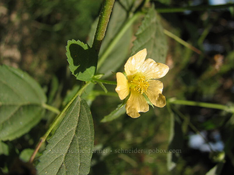 yellow fan-petal (Sida sp.) [Estero San Jose, San Jose del Cabo, Los Cabos, Baja California Sur, Mexico]
