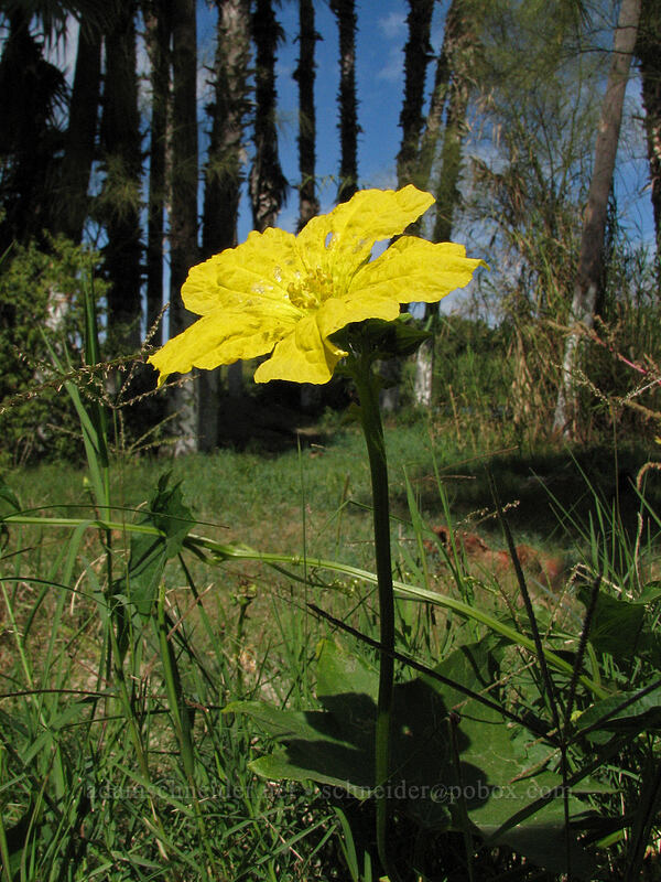 loofah flower (Luffa cylindrica) [Estero San Jose, San Jose del Cabo, Los Cabos, Baja California Sur, Mexico]