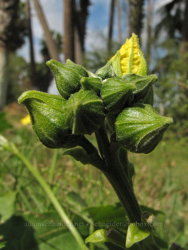 loofah flower (Luffa cylindrica) [Estero San Jose, San Jose del Cabo, Los Cabos, Baja California Sur, Mexico]