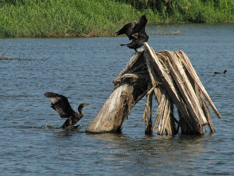 double-crested cormorants (Nannopterum auritum (Phalacrocorax auritus)) [Estero San Jose, San Jose del Cabo, Los Cabos, Baja California Sur, Mexico]