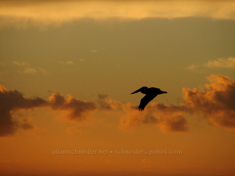 brown pelican at sunrise (Pelecanus occidentalis) [Playa Hotelera, San Jose del Cabo, Los Cabos, Baja California Sur, Mexico]