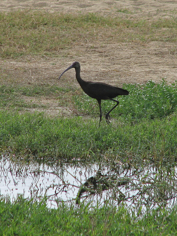 white-faced ibis (Plegadis chihi) [Estero San Jose, San Jose del Cabo, Los Cabos, Baja California Sur, Mexico]