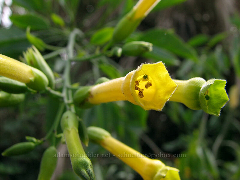 tree tobacco (Nicotiana glauca) [Estero San Jose, San Jose del Cabo, Los Cabos, Baja California Sur, Mexico]