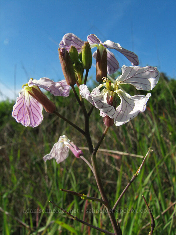 wild radish (Raphanus sativus) [UCSC, south of Oakes College, Santa Cruz, Santa Cruz County, California]