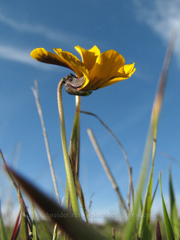 California golden violet (Viola pedunculata) [UCSC, south of Oakes College, Santa Cruz, Santa Cruz County, California]