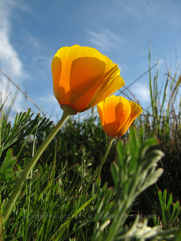 California poppies (Eschscholzia californica) [UCSC, south of Oakes College, Santa Cruz, Santa Cruz County, California]