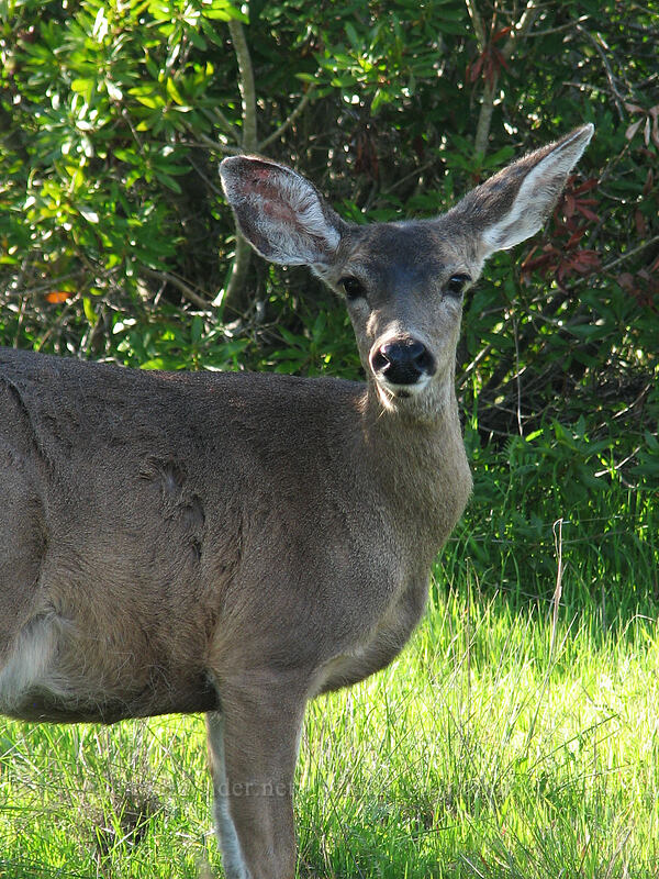 mule deer (Odocoileus hemionus) [UCSC, south of Oakes College, Santa Cruz, Santa Cruz County, California]
