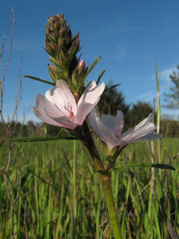 checker mallow (Sidalcea malviflora) [Mima Meadow, UCSC, Santa Cruz, Santa Cruz County, California]