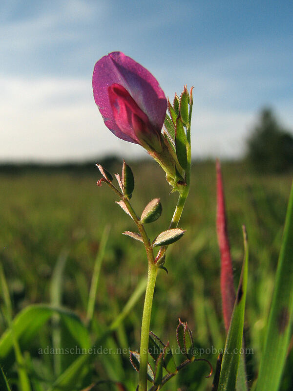 common vetch (Vicia sativa) [Mima Meadow, UCSC, Santa Cruz, Santa Cruz County, California]