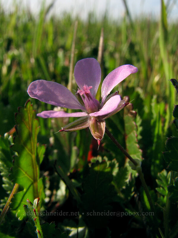 filaree (Erodium cicutarium) [Mima Meadow, UCSC, Santa Cruz, Santa Cruz County, California]