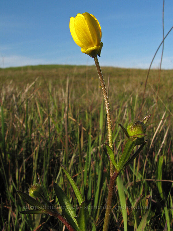 California buttercup (Ranunculus californicus) [Mima Meadow, UCSC, Santa Cruz, Santa Cruz County, California]