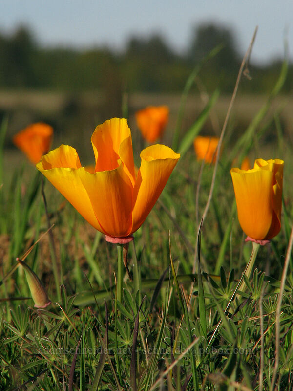 California poppies (Eschscholzia californica) [Mima Meadow, UCSC, Santa Cruz, Santa Cruz County, California]