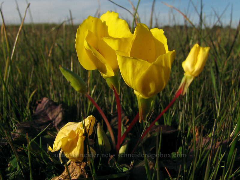 sun cups (goldeneggs) (Taraxia ovata (Camissonia ovata)) [Mima Meadow, UCSC, Santa Cruz, Santa Cruz County, California]