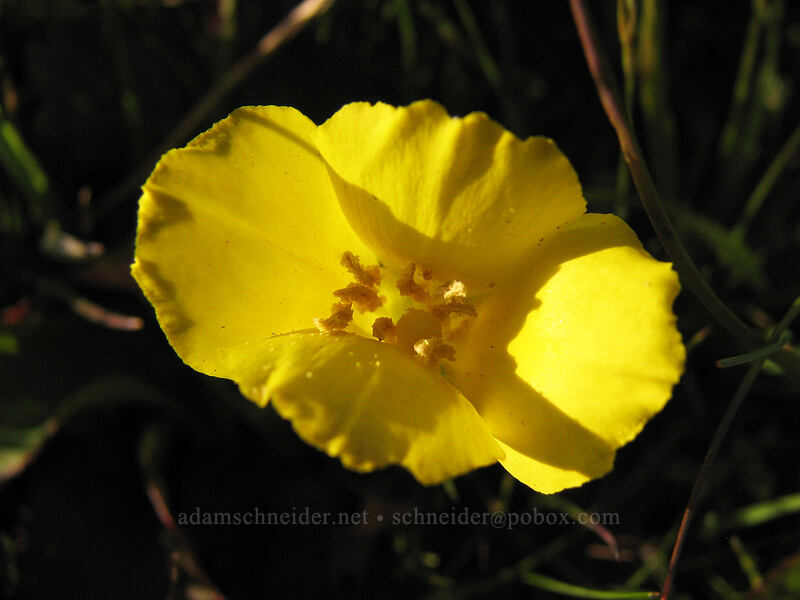 sun cups (goldeneggs) (Taraxia ovata (Camissonia ovata)) [Mima Meadow, UCSC, Santa Cruz, Santa Cruz County, California]