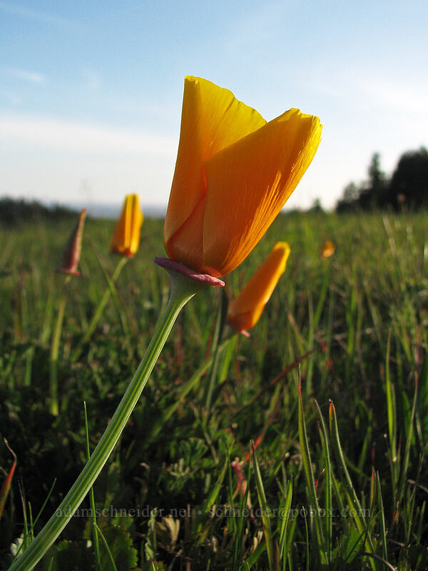 California poppies (Eschscholzia californica) [Mima Meadow, UCSC, Santa Cruz, Santa Cruz County, California]