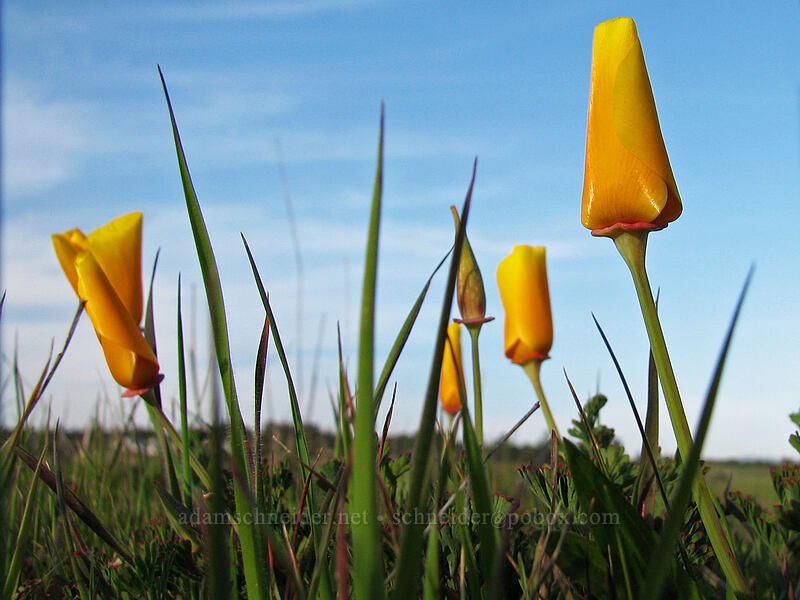 California poppies (Eschscholzia californica) [Mima Meadow, UCSC, Santa Cruz, Santa Cruz County, California]