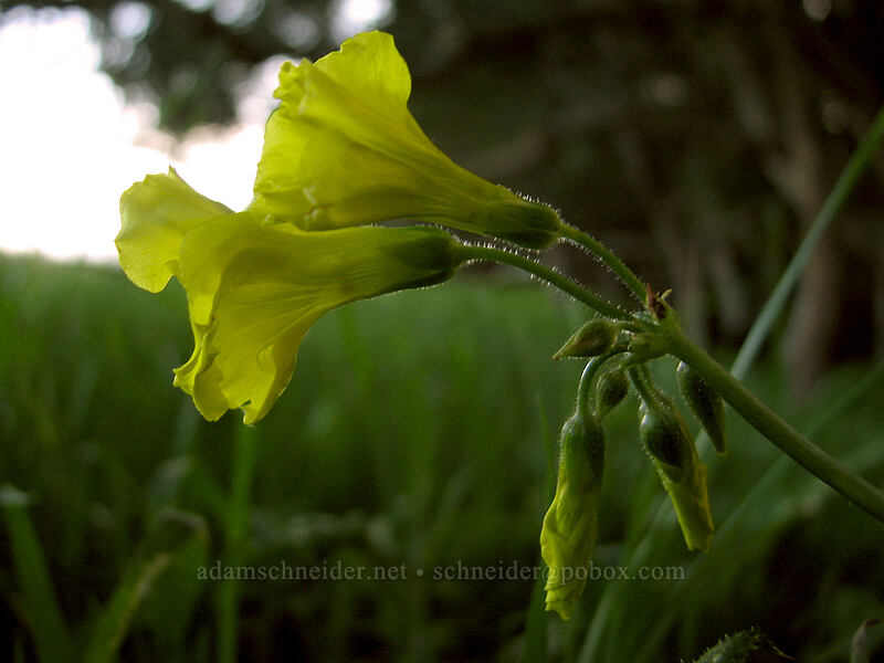 Bermuda sorrel (sourgrass) (Oxalis pes-caprae) [Mima Meadow, UCSC, Santa Cruz, Santa Cruz County, California]