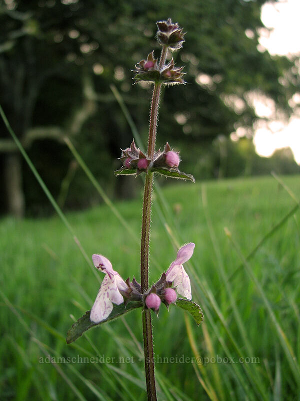 rough hedge-nettle (Stachys rigida ssp. quercetorum) [Mima Meadow, UCSC, Santa Cruz, Santa Cruz County, California]