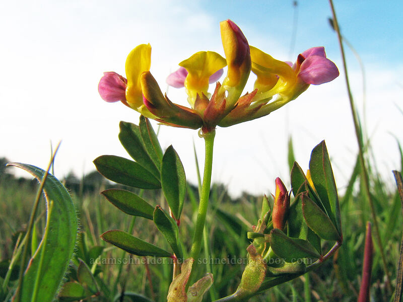 harlequin lotus (Hosackia gracilis (Lotus formosissimus)) [Mima Meadow, UCSC, Santa Cruz, Santa Cruz County, California]