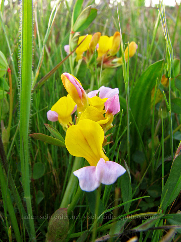 harlequin lotus (Hosackia gracilis (Lotus formosissimus)) [Mima Meadow, UCSC, Santa Cruz, Santa Cruz County, California]
