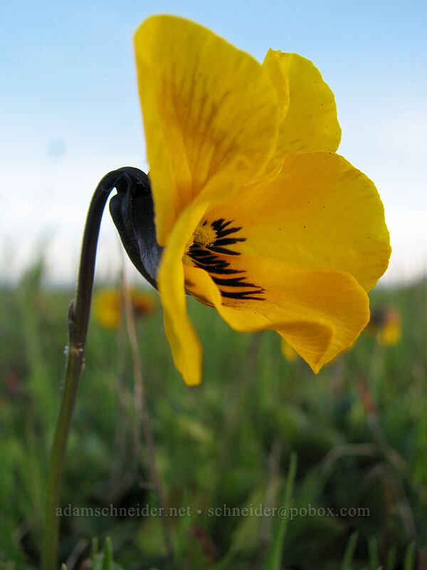 California golden violet (Viola pedunculata) [Mima Meadow, UCSC, Santa Cruz, Santa Cruz County, California]